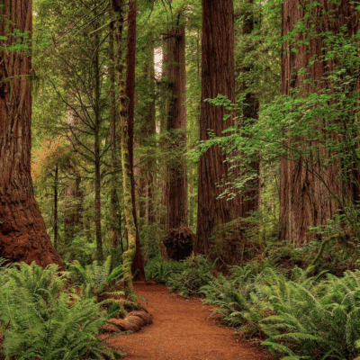 Forest Moon (Detolf Size)